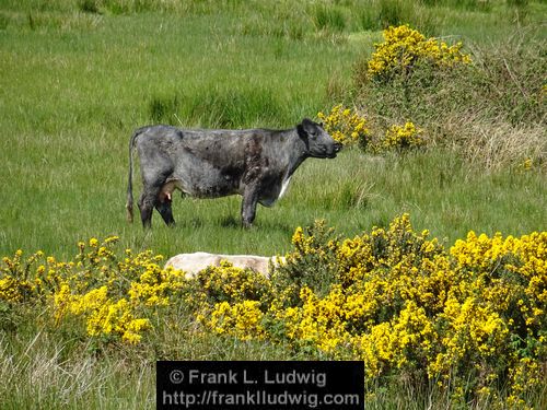 Spring in Glenfarne